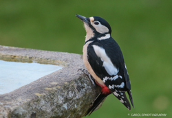 A THIRSTY GREAT SPOTTED WOODPECKER